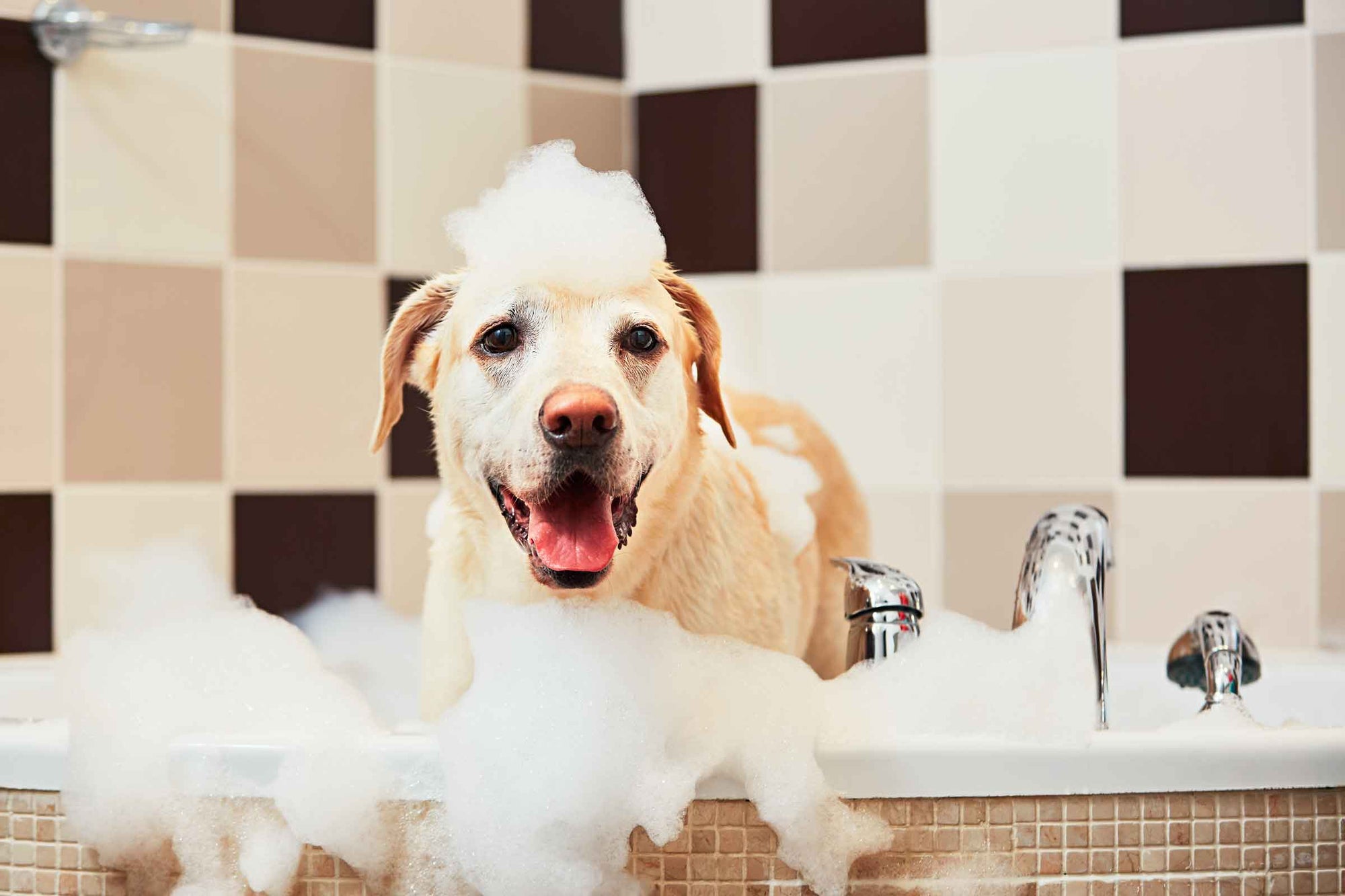 dog bath, dogs bath time, washing your dog, dirty dog, the dog wash, wet dog, dog towel, dolphin and dog, clean dog, drying your dog, dogs, dog in bath, dog in bath