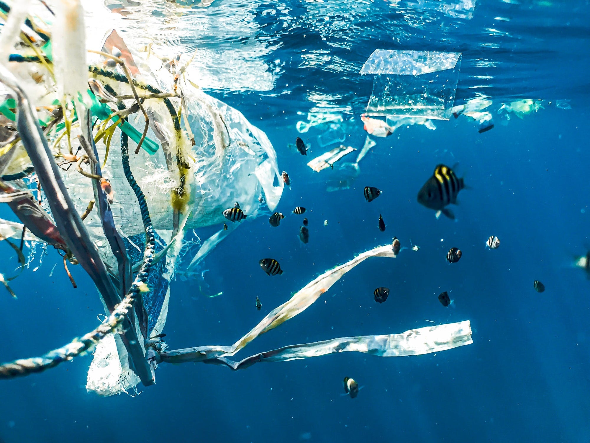 Plastic, plastic free, plastic pollution, zero plastic, port, australia, clean oceans, ocean clean up, stop plastic waste, micro plastic, plastic waste, microplastic, microplastic australia, microplastic pollution, ocean clean up