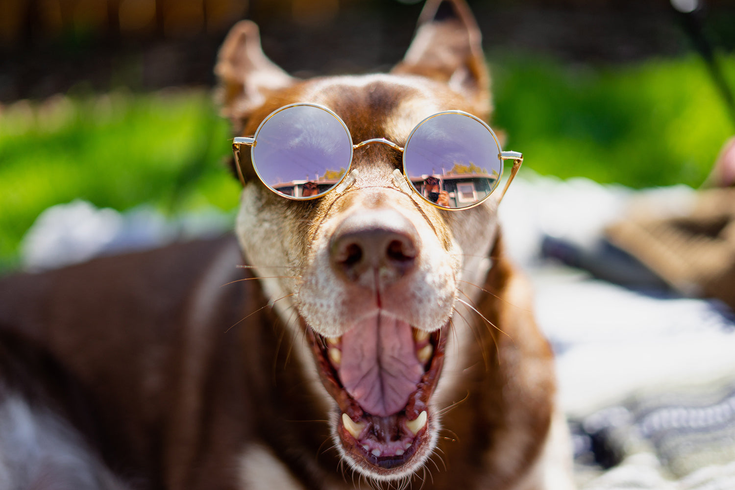 Dog heatstroke, dog heat exhaustion, dog too hot. Dog hyperthermia, hot dog, how tp cool my dog down, How to treat your dog for heat exhaustion, heatstroke, heat exhaustion. Cool dog down, dog over heating, very hot dog, signs dogs hot