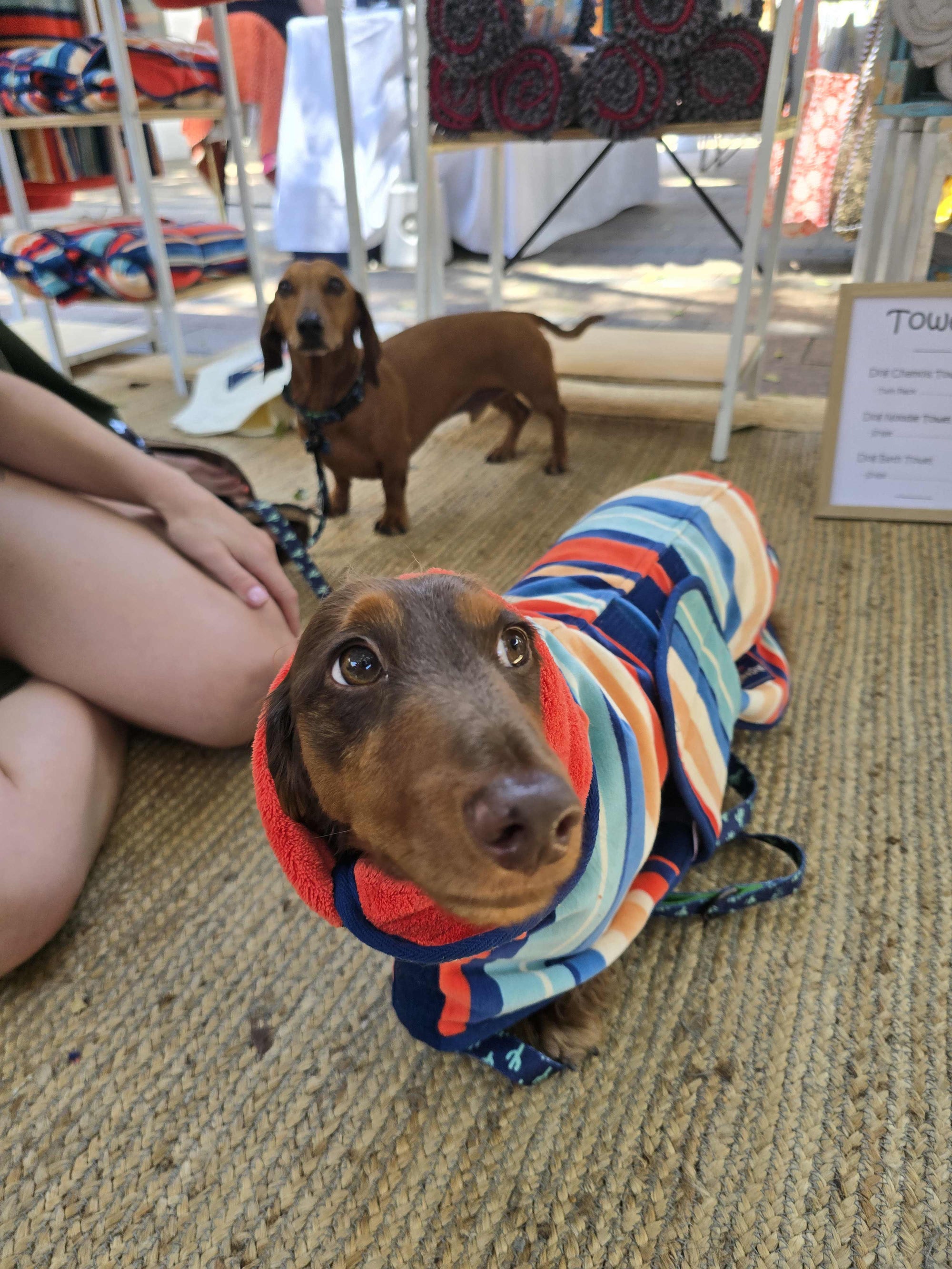 Dachshund with a dog coat, hooded dog towel, dog towel, dog robe